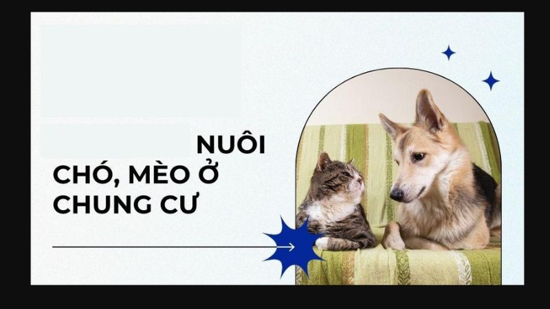 Quy định chính phủ về việc nuôi thú cưng trong chung cư